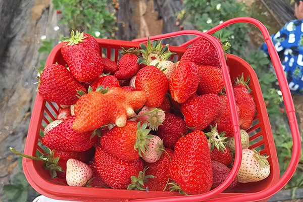 Día de diversión de Qingdao Star Machine en los campos de fresas